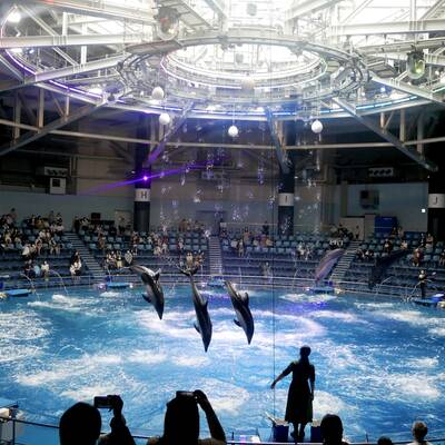 雨の日でも楽しめる!「AQUA PARK 品川」でオシャレなイルカショー